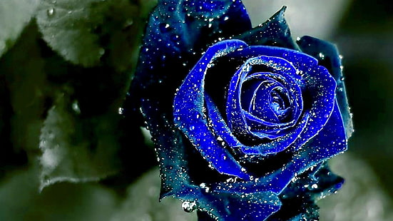 krople, krople wody, niebieska róża, róża, kwiat, ogród, kwitnienie, Tapety HD HD wallpaper