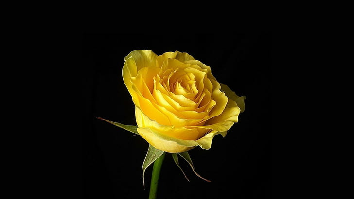*** Beautiful Yellow Rose ***, yellow petaled flower, natura, roza, kwiaty, zolta, nature and landscapes, HD wallpaper