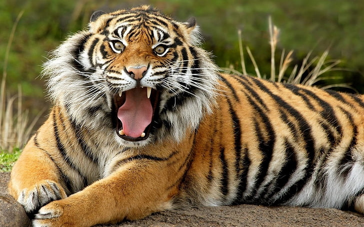 tigre, tigre, rosto, dentes, raiva, HD papel de parede