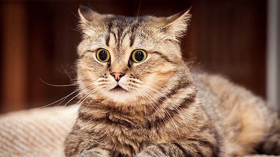 коричневый полосатый кот, кошка, кошачий, животные, природа, лицо, глаза, крупным планом, удивлен, HD обои HD wallpaper