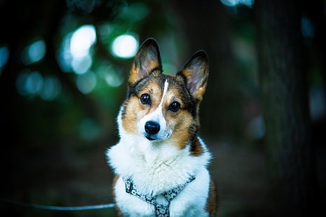 dorosły czarny tricolor Pembroke Welsh corgi, pies, kufa, oczy, uszy, zamazane, Tapety HD HD wallpaper