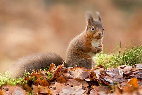 Animal, Squirrel, Fall, Rodent, Wildlife, HD wallpaper HD wallpaper