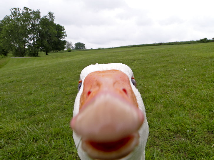 white goose, animals, selfies, geese, memes, birds, HD wallpaper