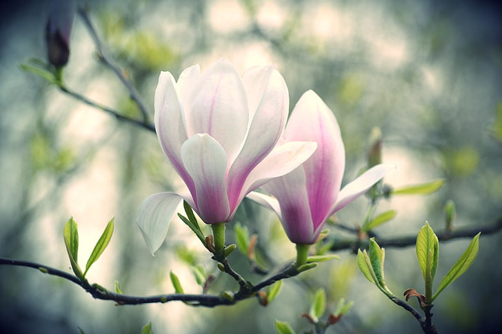 two white and pink flowers, flowers, branch, Magnolia, pink and white, HD wallpaper