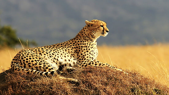 gepard, dzikiej przyrody, zwierzę lądowe, łąka, ssak, pustynia, sawanna, safari, niebo, duży kot, Tapety HD HD wallpaper