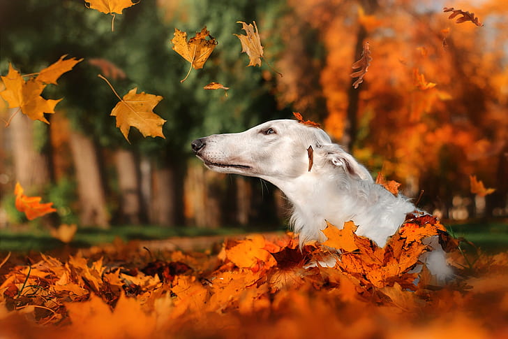 autumn, leaves, nature, Park, animal, dog, head, falling leaves, Greyhound, HD wallpaper