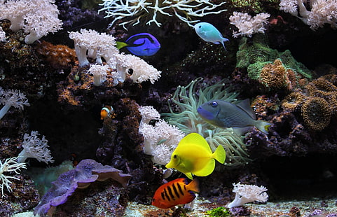 aquarium backgrounds for desktop hd backgrounds, HD wallpaper HD wallpaper
