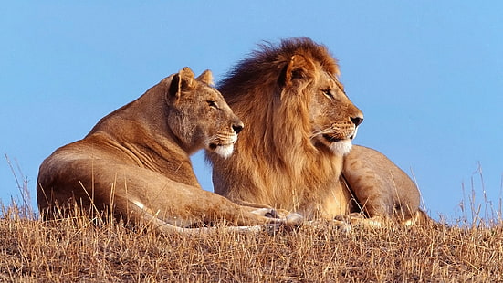 雌ライオンとライオンの画像、 HDデスクトップの壁紙 HD wallpaper