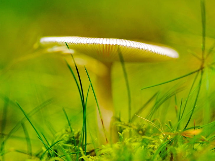 beige mushroom, fungus, grass, glare, spots, HD wallpaper