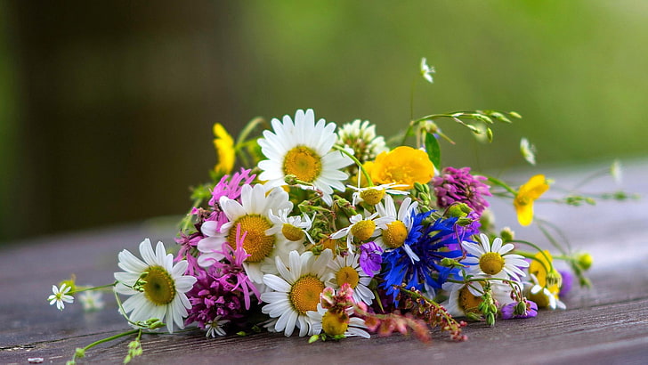 assorted-color petaled flowers, bouquets, flowers, daisies, HD wallpaper