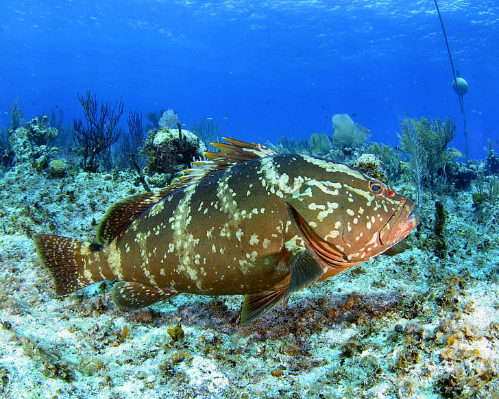 fish, grouper, ocean, sea, sealife, underwater, HD wallpaper