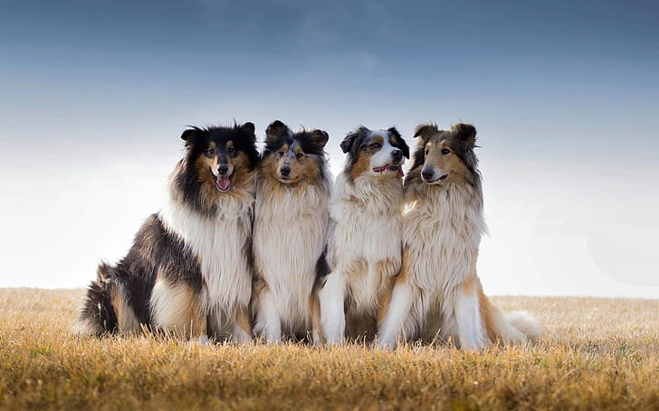 Beste Freunde, Australischer Schäferhund, Gras, Beste Freunde, Australischer Schäferhund, Gras, HD-Hintergrundbild