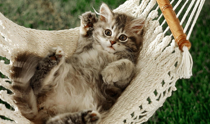 gray tabby kitten, animals, cat, kittens, hammocks, HD wallpaper