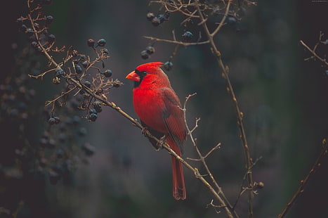 Kardinal, kuş, 4K, Kırmızı kuş, HD masaüstü duvar kağıdı HD wallpaper