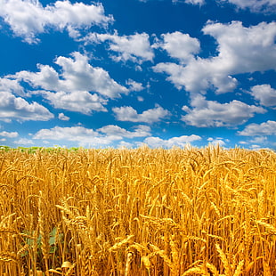 посевы пшеницы, пшеница, поле, небо, солнце, облака, природа, колосья, HD обои HD wallpaper