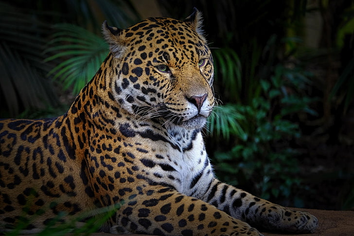 леопард (животное), животные, большие кошки, HD обои