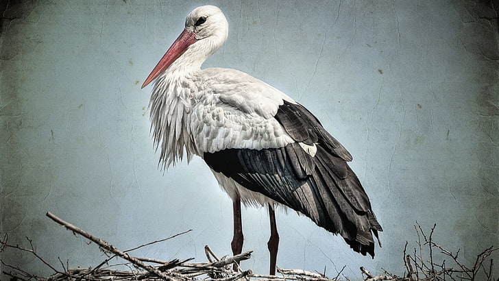 white and black bird, beak, feathers, branches, stork nest, HD wallpaper
