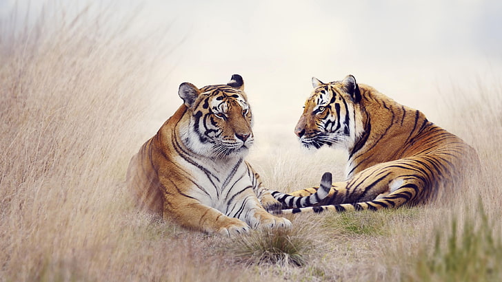tiger, pair, wild animal, wild cat, tigers, HD wallpaper