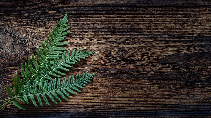 grüne Blätter, Pflanzen, Holz, HD-Hintergrundbild