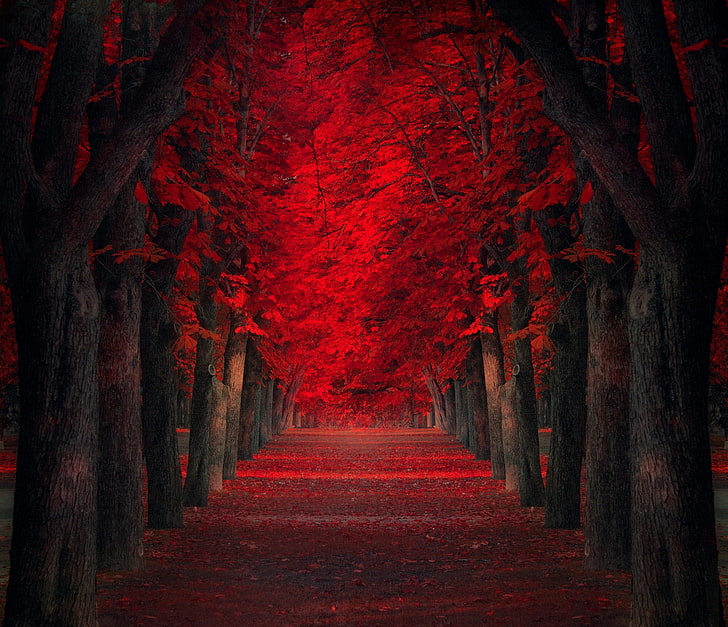 czerwone liście drzew, ilustracja czerwonych drzew, ścieżka, drzewa, czerwony, liście, upadek, park, natura, krajobraz, czerwone liście, Tapety HD