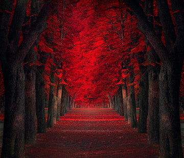 arbres à feuilles rouges, illustration des arbres rouges, chemin d'accès, arbres, rouge, feuilles, automne, parc, nature, paysage, feuilles rouges, Fond d'écran HD HD wallpaper