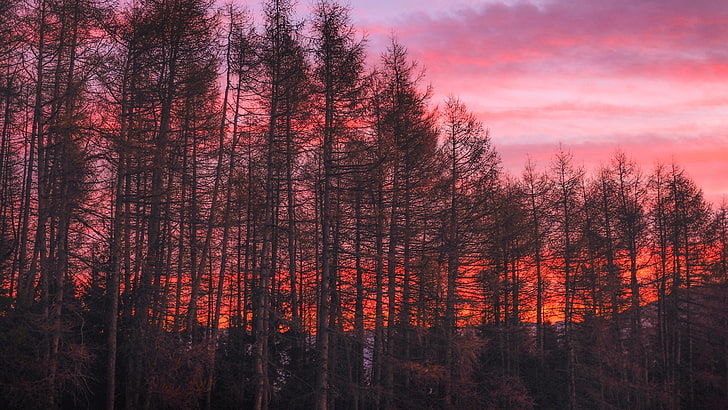 braunes Baumlos über dem Horizont, Natur, Bäume, Wolken, HDR, Wald, Sonnenuntergang, HD-Hintergrundbild