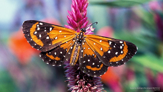 아마존 열대 우림, 동물에서 휴식하는 나비, HD 배경 화면 HD wallpaper