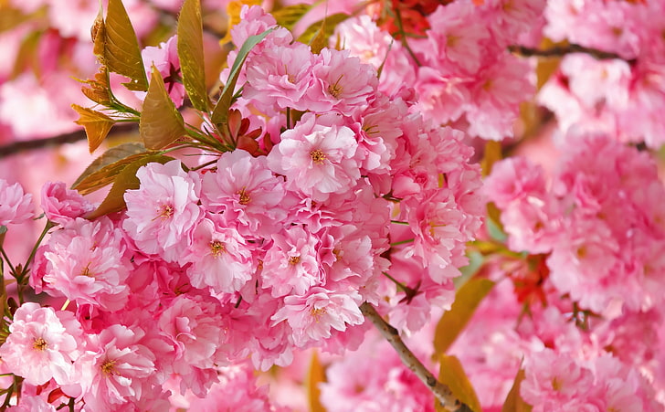 자연, 꽃, 봄, 핑크, 트리, 꽃, 봄 날, 아름 다운 핑크 일본 사쿠라 나무, 분홍색 꽃잎 꽃, HD 배경 화면