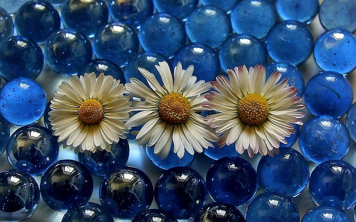 синий, цветы, белые цветы, мрамор, HD обои