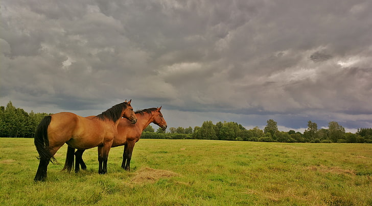 Beautiful Latvian horses., Animals, Horses, latvia, clouds, HD wallpaper