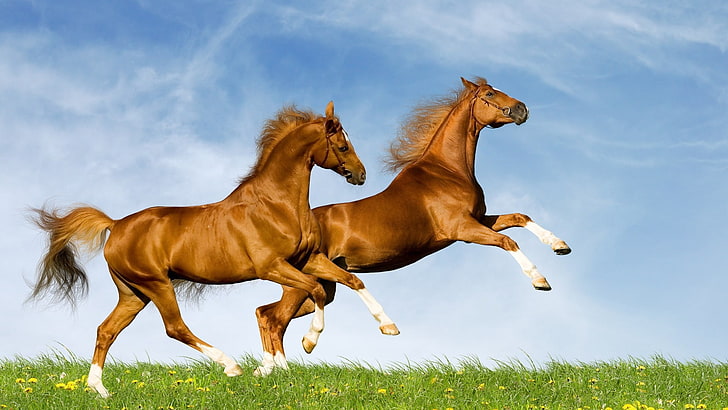 dois cavalos marrons, cavalo, campo, grama, pulando, HD papel de parede