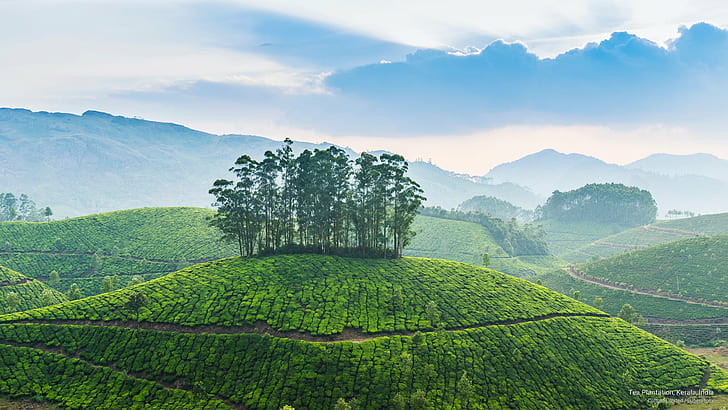 مزرعة الشاي ، ولاية كيرالا ، الهند ، آسيا، خلفية HD