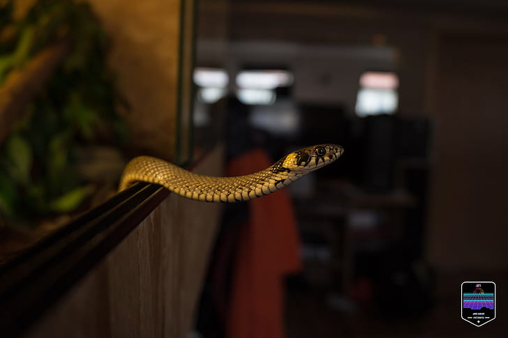 yılan, HD masaüstü duvar kağıdı