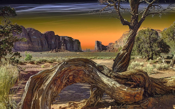 nature, landscape, Monument Valley, dead trees, shrubs, trees, rock, grass, sunlight, HD wallpaper
