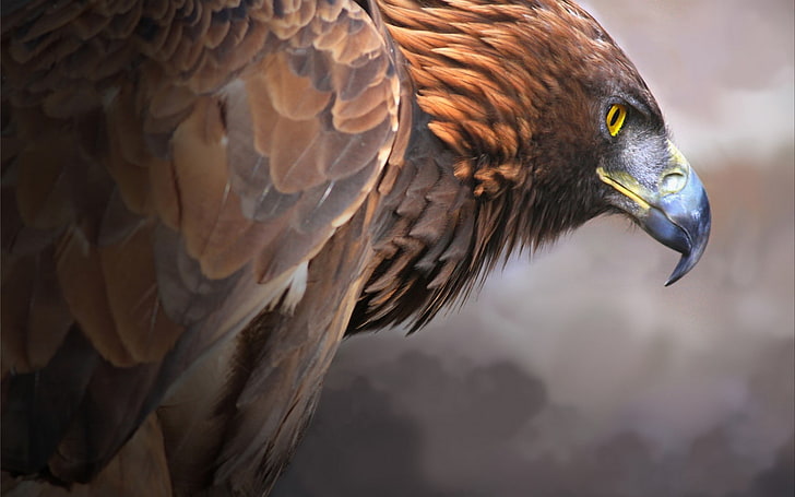 eagle, birds, animals, HD wallpaper