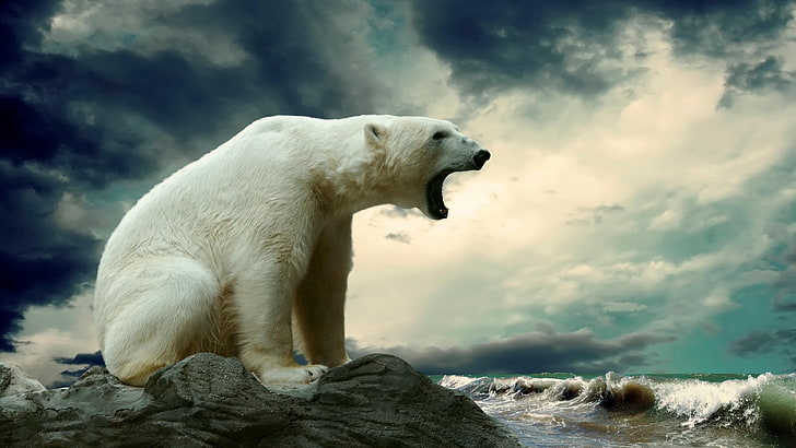 oso polar, rugido, olas, cielo oscuro, animal salvaje, vida silvestre, oso, Fondo de pantalla HD