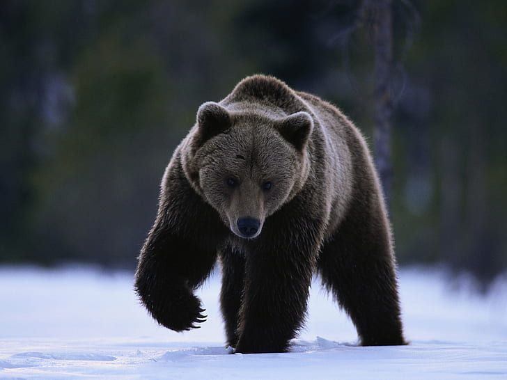 Czarny niedźwiedź na śniegu, czarny, niedźwiedź, śnieg, Tapety HD