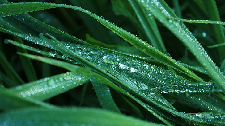 قطرات الندى على العشب ، ندى الماء ، التصوير الفوتوغرافي ، 1920x1080 ، العشب ، القطرة، خلفية HD