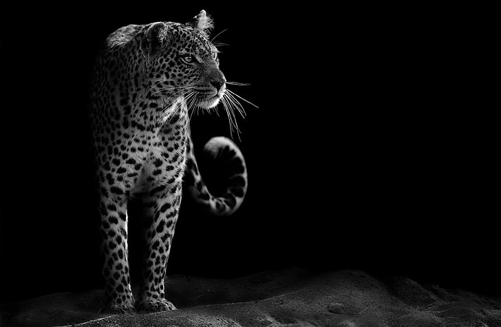 Leopard Black and White, brown leopard, Black and White, Wild, Leopard, Animal, HD wallpaper