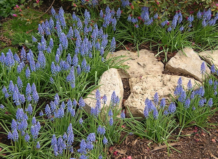 lila Blumen, Muscari, Blumen, Frühling, Gras, Steine, Blumenbeet, HD-Hintergrundbild
