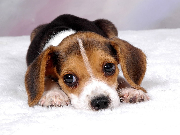 brown, white, and black beagle puppy, puppy, snout, eyes, lie down, spotted, HD wallpaper