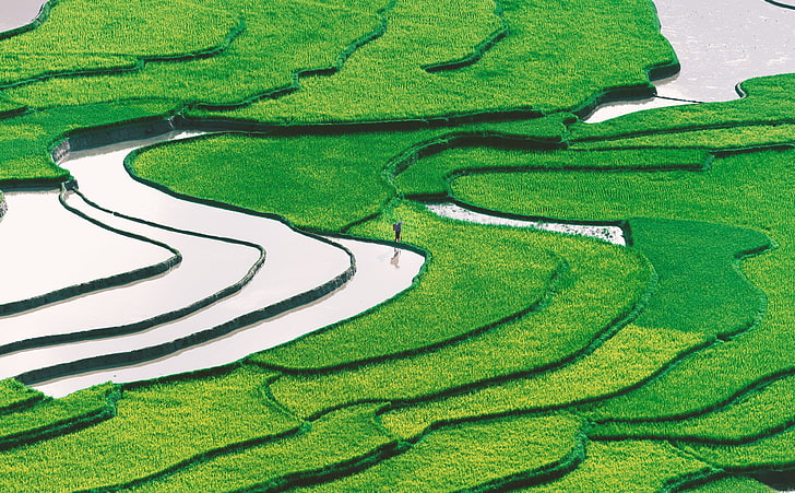 Rice Field, Asia, Vietnam, Landscape, Green, Scenery, Field, Valley, Photography, Plant, Aerial, Rice, environment, Traditional, Agriculture, PaddyField, aerialview, hardwork, LaoCai, HD wallpaper