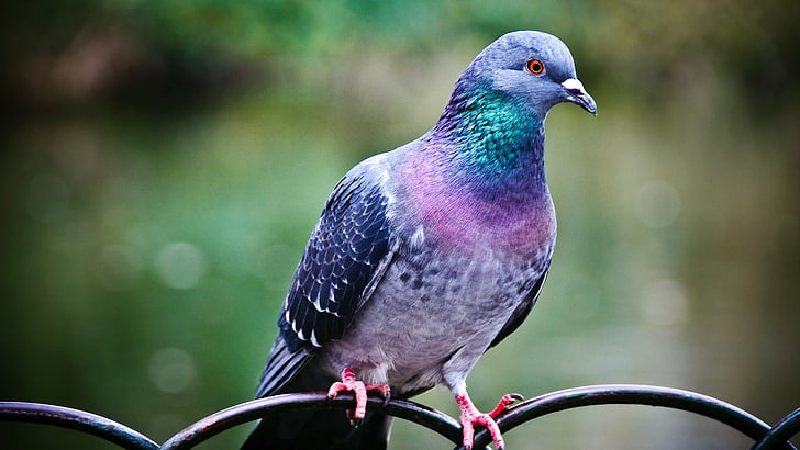 pigeon perché sur métal noir, pigeons, oiseaux, animaux, Fond d'écran HD
