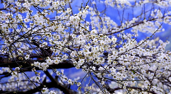 Plum Blossom, Seasons, Spring, Flowers, Background, Blossom, Plum, bluesky, HD wallpaper HD wallpaper