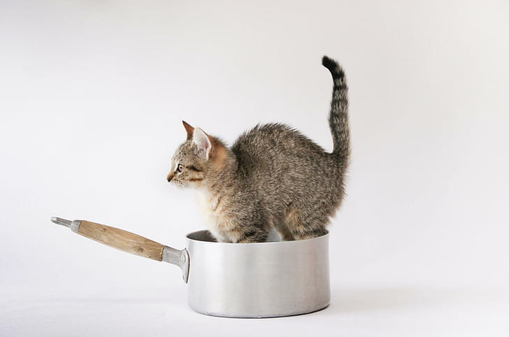 Cat In Pan., kitten, nice, funny, cute, animals, HD wallpaper