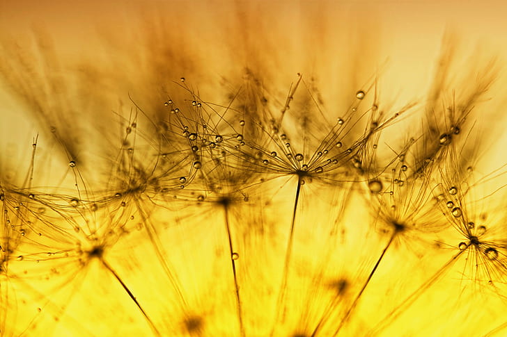 close up photography of dandelions, close up photography, dandelions, HSS, DANDELION, SEED, MORNING  GLORY, YELLOW, FLOWER, SCOTLAND, nature, macro, abstract, close-up, backgrounds, HD wallpaper