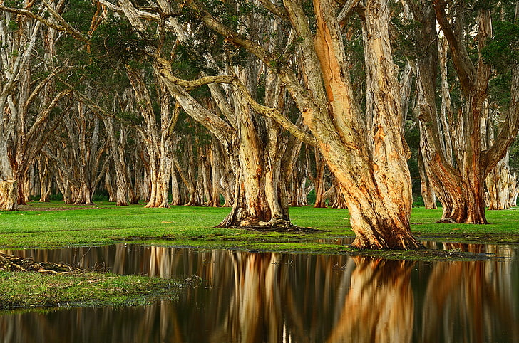 пейзаж, кора дерева, Австралия, деревья, болото, HD обои