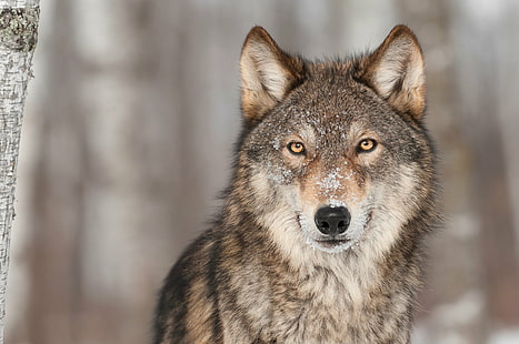 животные, взгляд, волк, волки, HD обои HD wallpaper