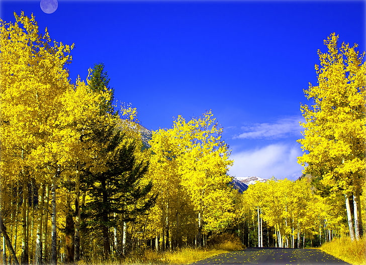 الشجرة الصفراء ، الطريق ، الخريف ، الغابة ، السماء ، الأوراق ، الأشجار ، الجبال ، الطبيعة ، القمر ، أوراق الشجر، خلفية HD