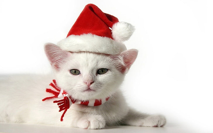очарователна котка Коледно коте Животни Котки HD Art, сладко, Коледа, коте, коте, котка, възхитително, HD тапет